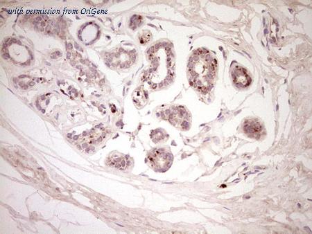 OriGene CF806797 image 1