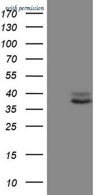 OriGene CF806800 image 1