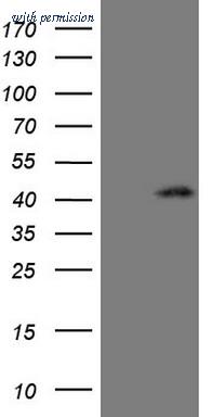 OriGene CF806802 image 1