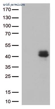 OriGene CF806803 image 1