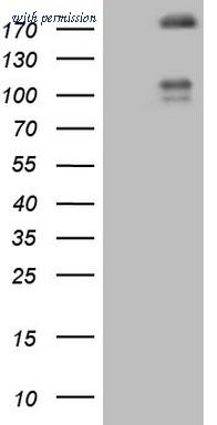 OriGene CF806805 image 1