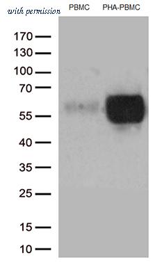 OriGene CF806807 image 1