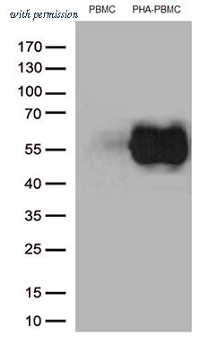 OriGene CF806809 image 1