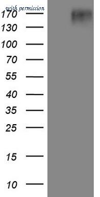 OriGene CF806824 image 1
