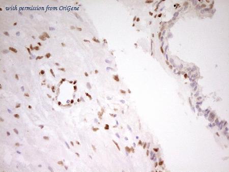 OriGene CF806833 image 1