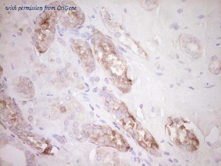 OriGene CF806848 image 1
