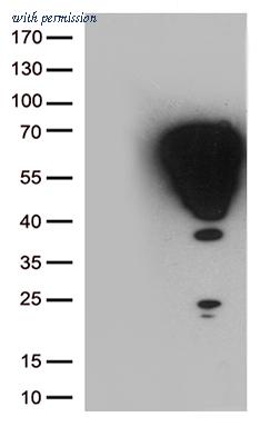 OriGene CF806868 image 1