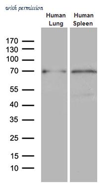 OriGene CF806885 image 1