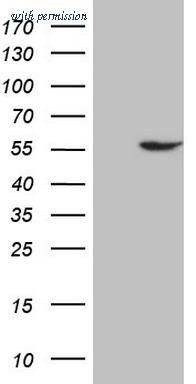 OriGene CF806896 image 1