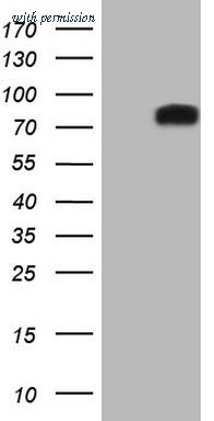 OriGene CF806917 image 1