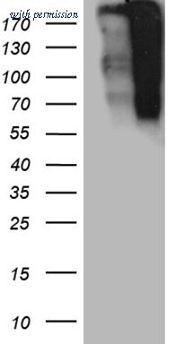 OriGene CF806938 image 1