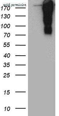 OriGene CF806952 image 1