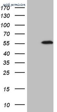 OriGene CF806965 image 1