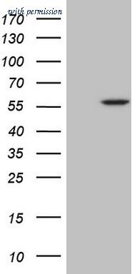 OriGene CF806966 image 1