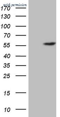 OriGene CF806967 image 1