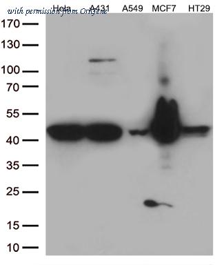 OriGene CF806998 image 1