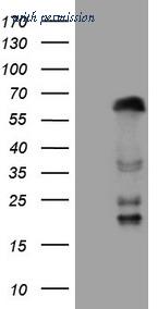 OriGene CF807032 image 1