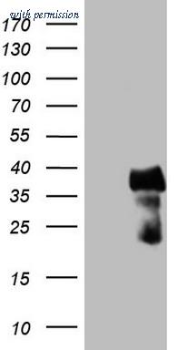 OriGene CF807049 image 1