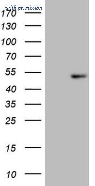 OriGene CF807105 image 1
