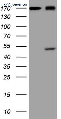 OriGene CF807106 image 1