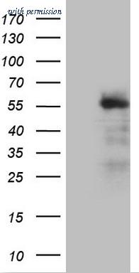 OriGene CF807107 image 1