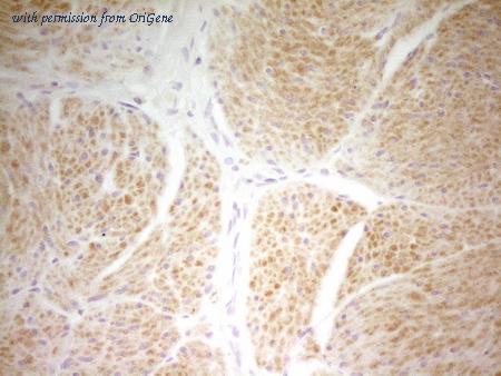 OriGene CF807112 image 1