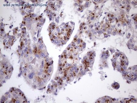 OriGene CF807123 image 1