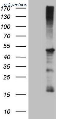 OriGene CF807126 image 1