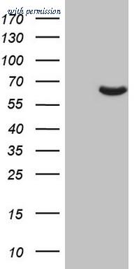 OriGene CF807130 image 1