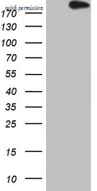 OriGene CF807166 image 1