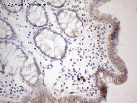 OriGene CF807167 image 1