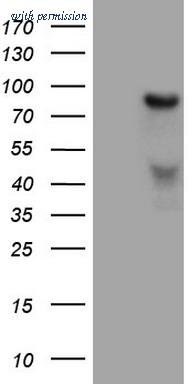 OriGene CF807184 image 1