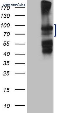 OriGene CF807185 image 1