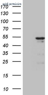 OriGene CF807190 image 1