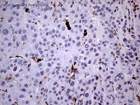 OriGene CF807197 image 1