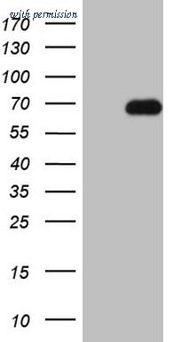 OriGene CF807247 image 1