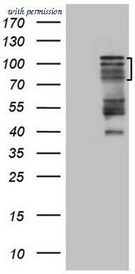 OriGene CF807265 image 1