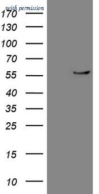 OriGene CF807283 image 1