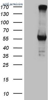 OriGene CF807285 image 1
