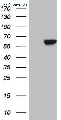 OriGene CF807288 image 1