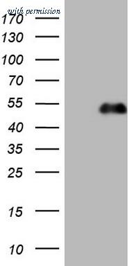 OriGene CF807312 image 1