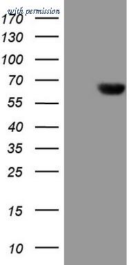 OriGene CF807316 image 1