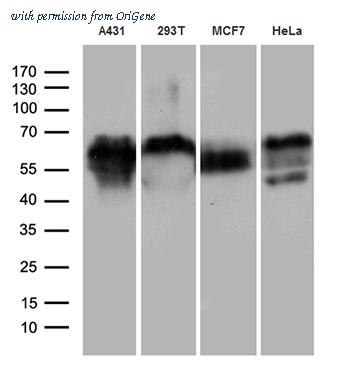 OriGene CF807357 image 1