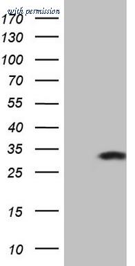 OriGene CF807375 image 1