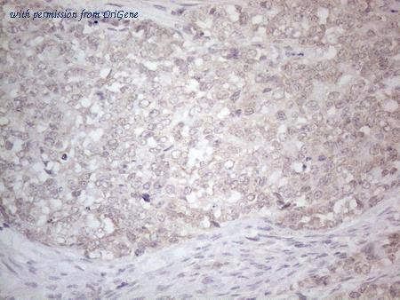 OriGene CF807377 image 1