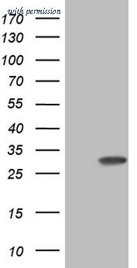OriGene CF807378 image 1