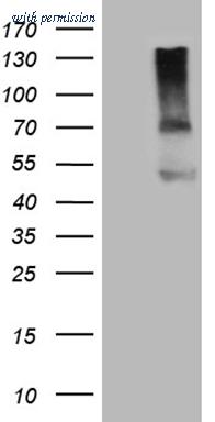 OriGene CF807404 image 1