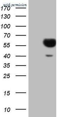 OriGene CF807412 image 1