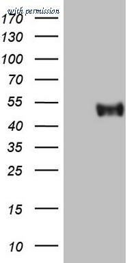 OriGene CF807421 image 1