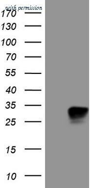 OriGene CF807445 image 1